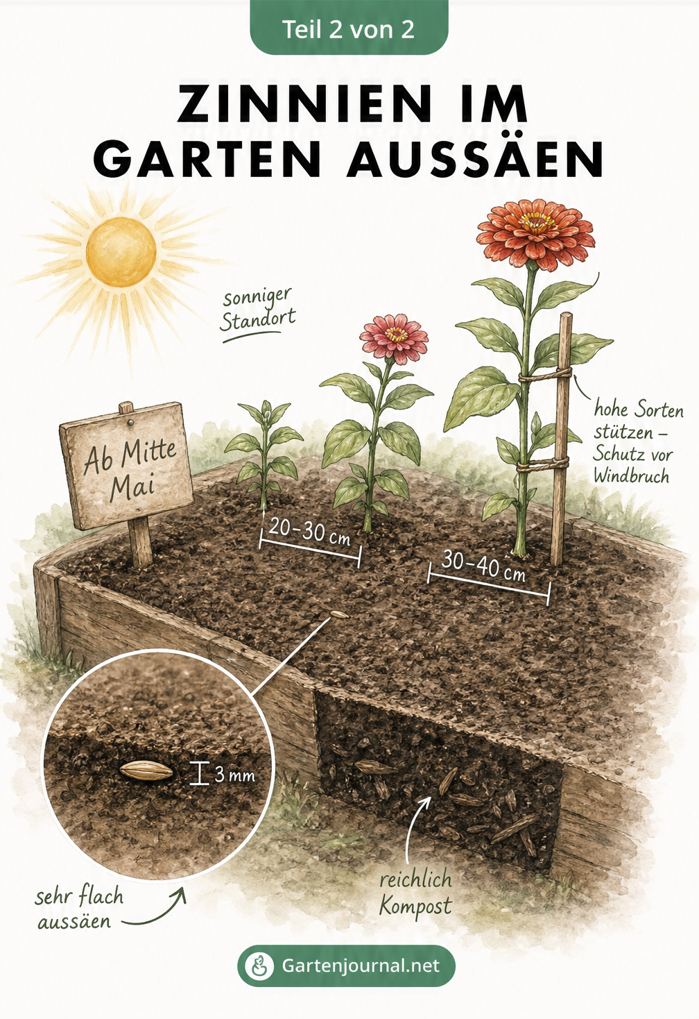 Querschnitt eines Gartenbeetes mit Zinnien-Samen, Kompostschicht und ausgewachsenen Zinnien mit Pflanzabständen