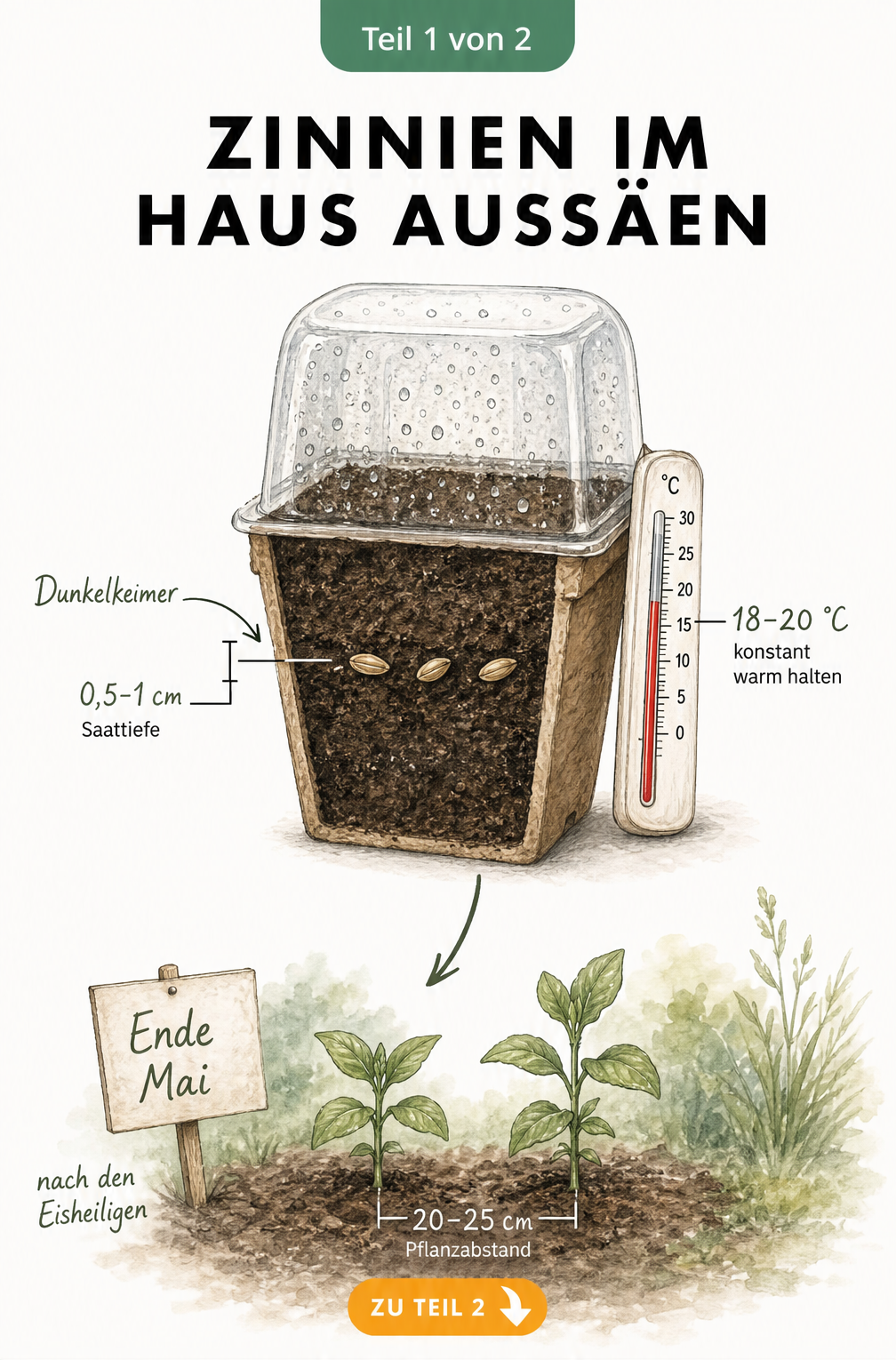 Querschnitt eines Anzuchttöpfchens mit Zinnien-Samen, Thermometer und ausgepflanzten Jungpflanzen im Beet
