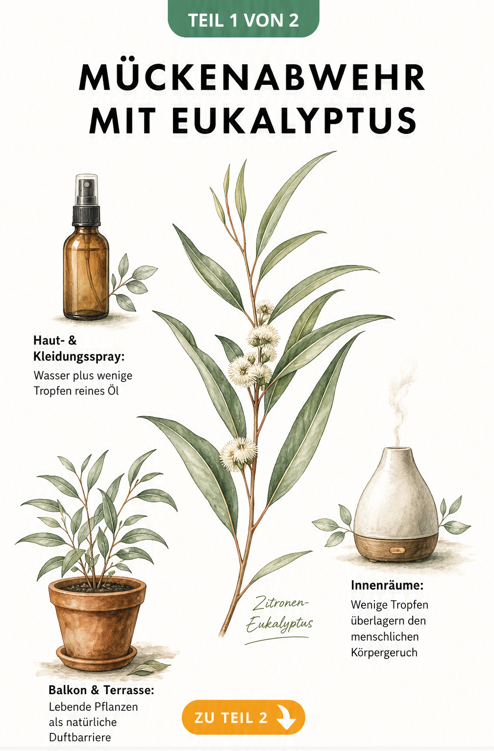 Botanische Illustration eines Zitronen-Eukalyptus-Zweigs mit Anwendungsszenarien als Spray, Diffuser und Topfpflanze gegen Mücken