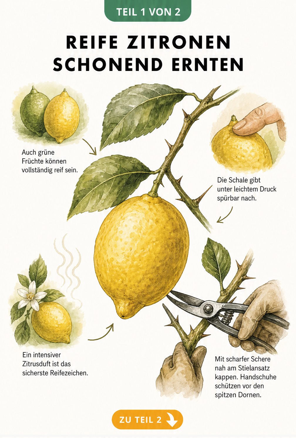 Botanische Illustration einer Zitrone am Zweig mit Details zur Reifeprüfung und Ernte