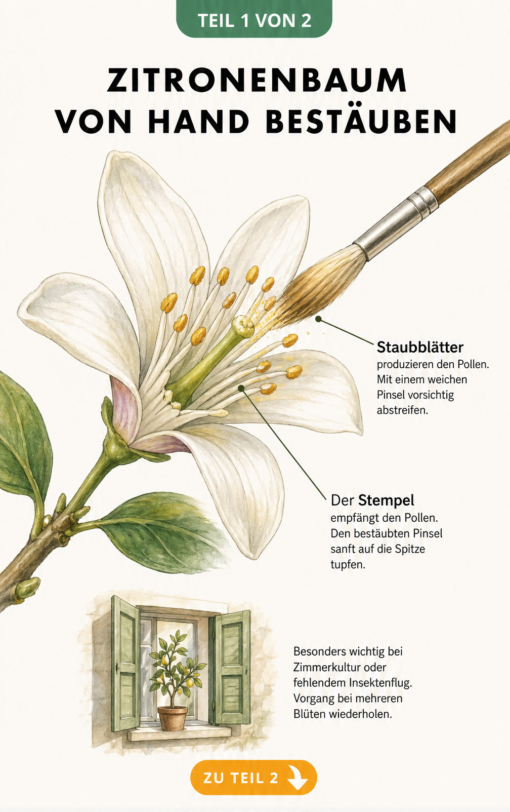 Botanische Illustration einer Zitronenblüte, die mit einem Pinsel von Hand bestäubt wird