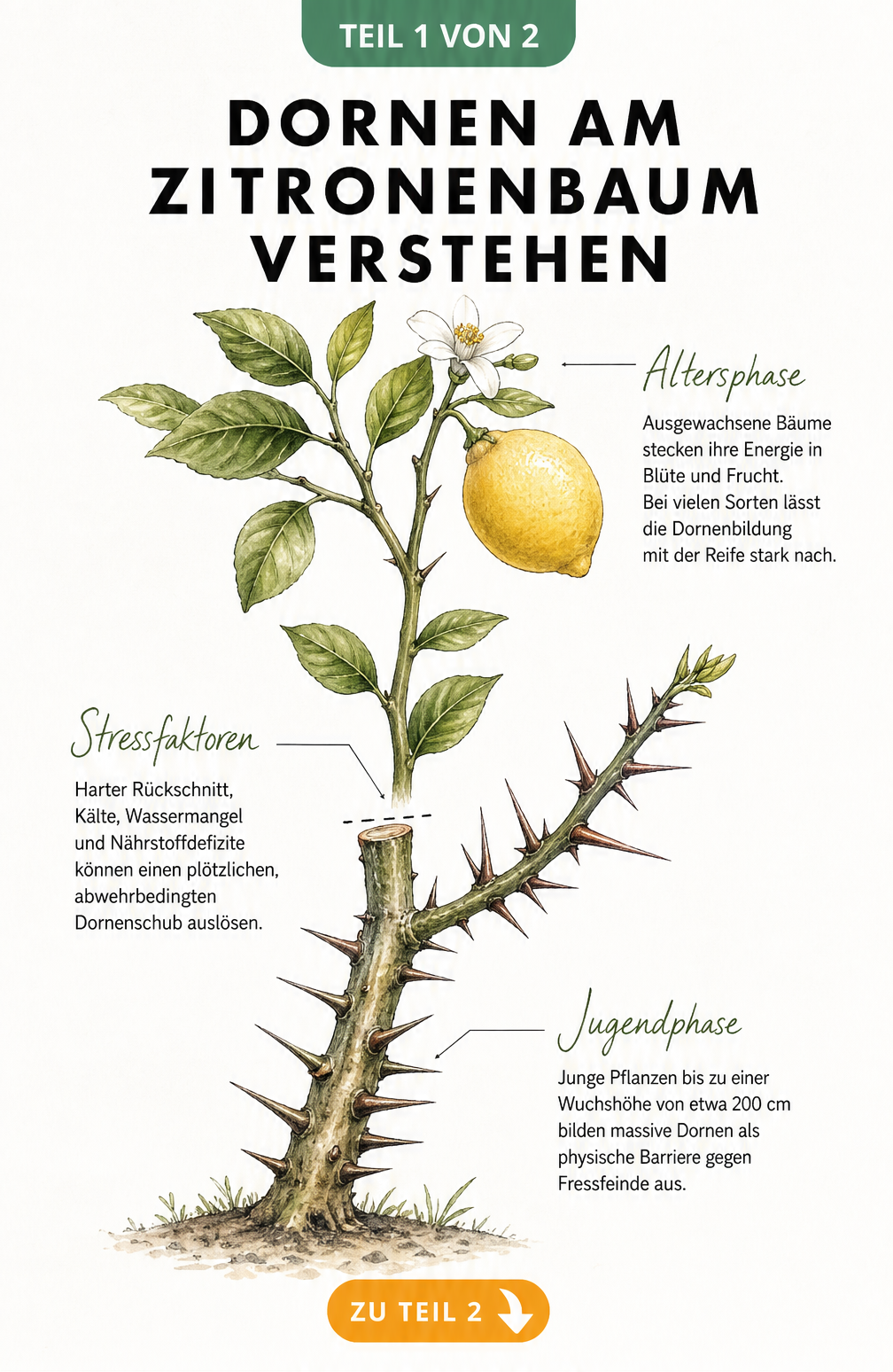 Botanische Illustration eines Zitronenzweigs, der unten stark bedornt ist und nach oben hin feiner wird, mit Blüten und Früchten.