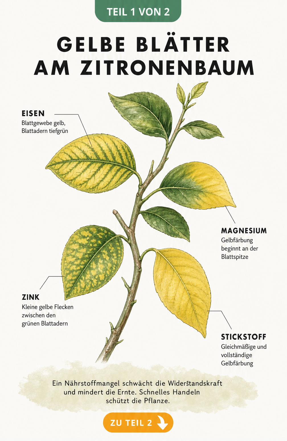 Botanische Illustration eines Zitronenbaumzweigs mit vier gelben Blättern, die Eisen-, Magnesium-, Zink- und Stickstoffmangel zeigen