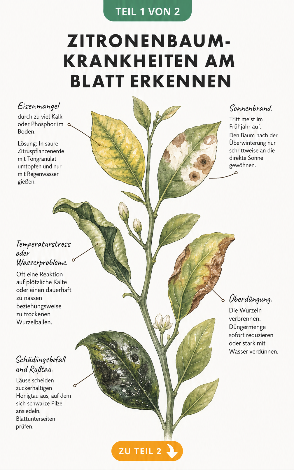 Illustration eines Zitronenbaumzweigs mit fünf Blättern, die typische Schadbilder wie Eisenmangel, Sonnenbrand, Temperaturstress, Überdüngung und...