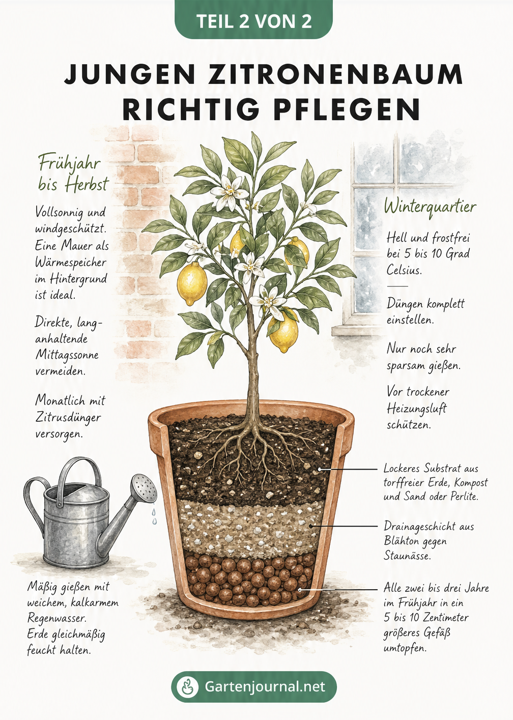 Querschnitt eines Zitronenbaums im Topf mit Pflegehinweisen für Sommer und Winter