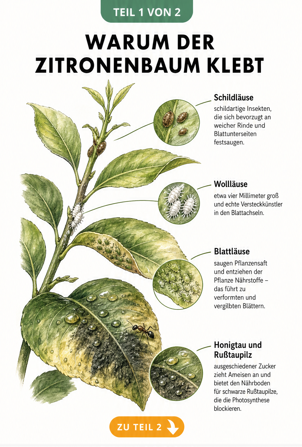 Botanische Illustration eines Zitronenbaumzweigs mit Schildläusen, Wollläusen, Blattläusen und klebrigem Honigtau