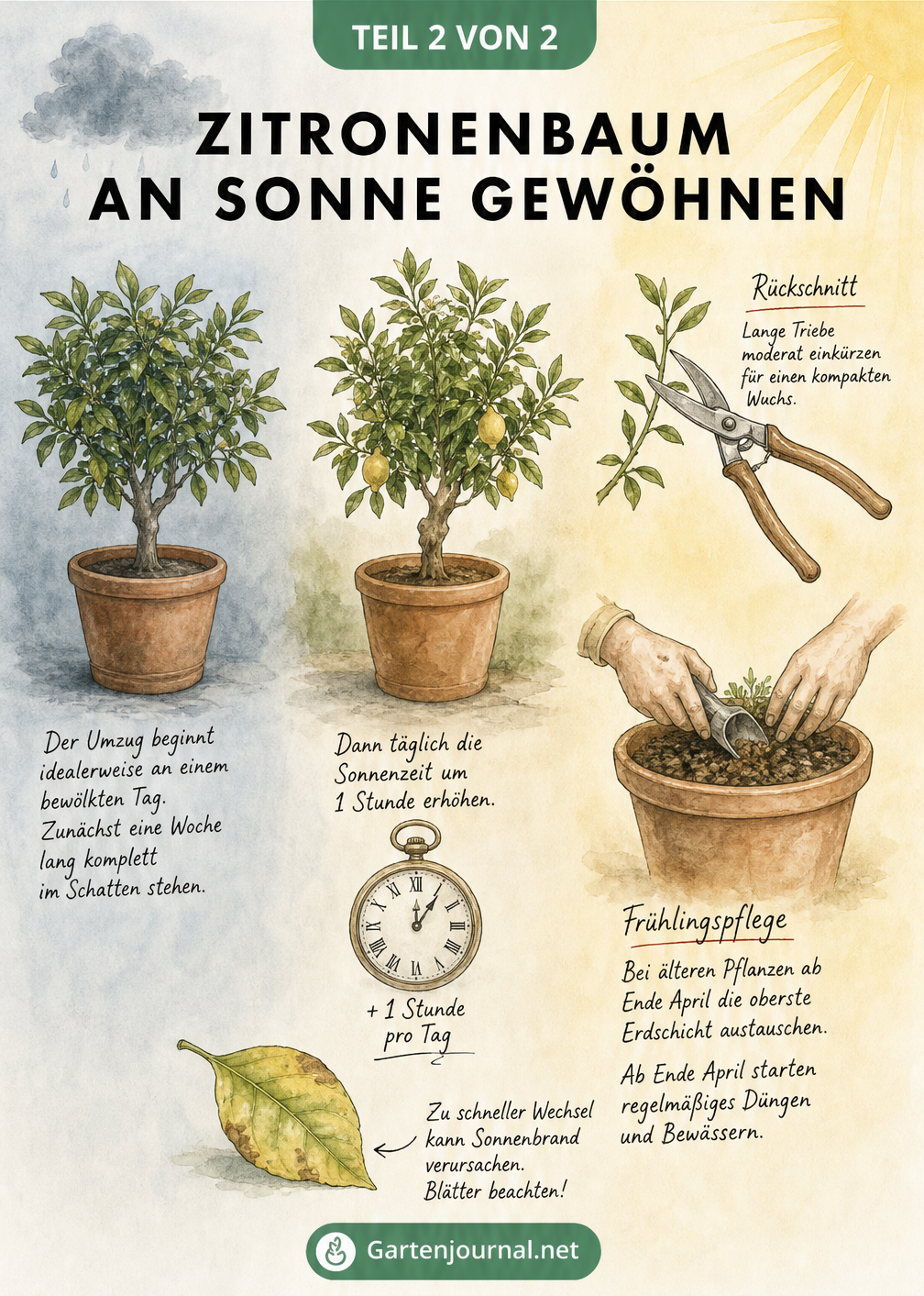 Grafik zur Eingewöhnung eines Zitronenbaums an die Sonne, mit Farbverlauf von Schatten zu Sonne, Taschenuhr, Gartenschere und Händen beim Erdaustausch.