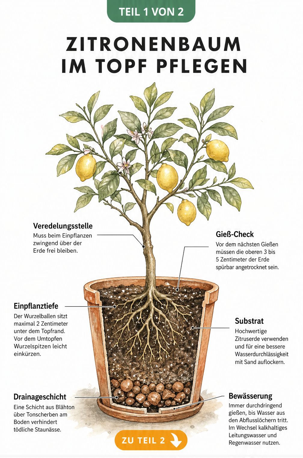 Botanische Illustration eines Zitronenbaums im Terrakotta-Topf mit Querschnitt, der Wurzeln, Erde und Drainageschicht zeigt.