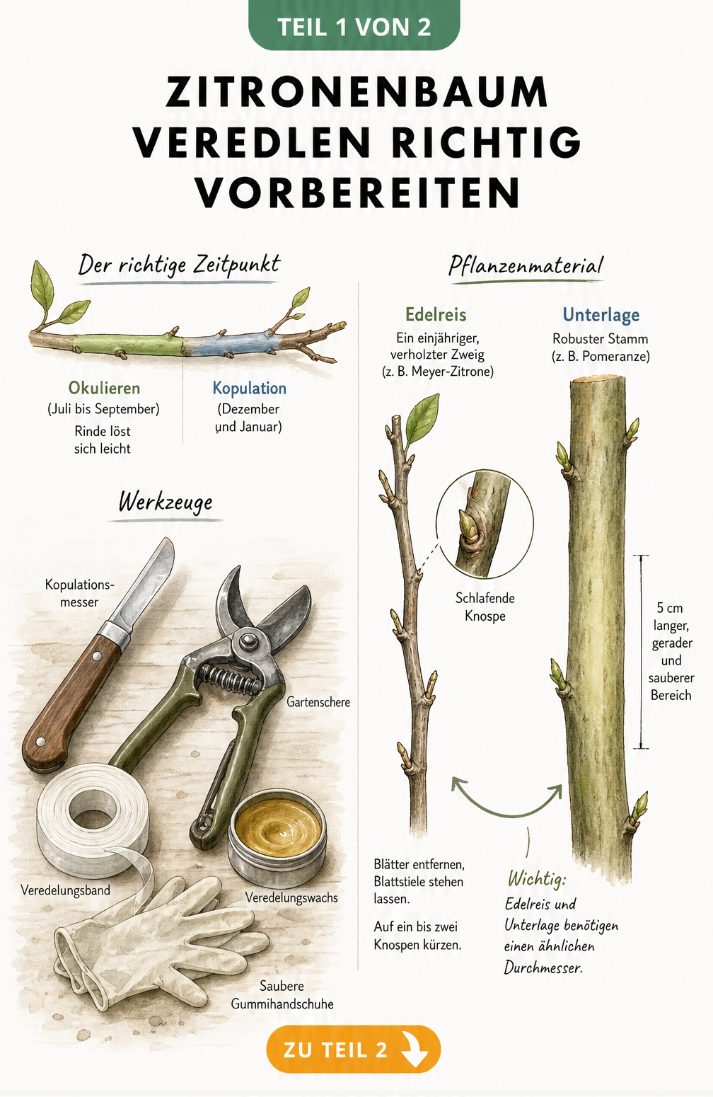 Illustration zur Vorbereitung der Veredelung eines Zitronenbaums mit Zeitstrahl, Werkzeugen und Zweigen