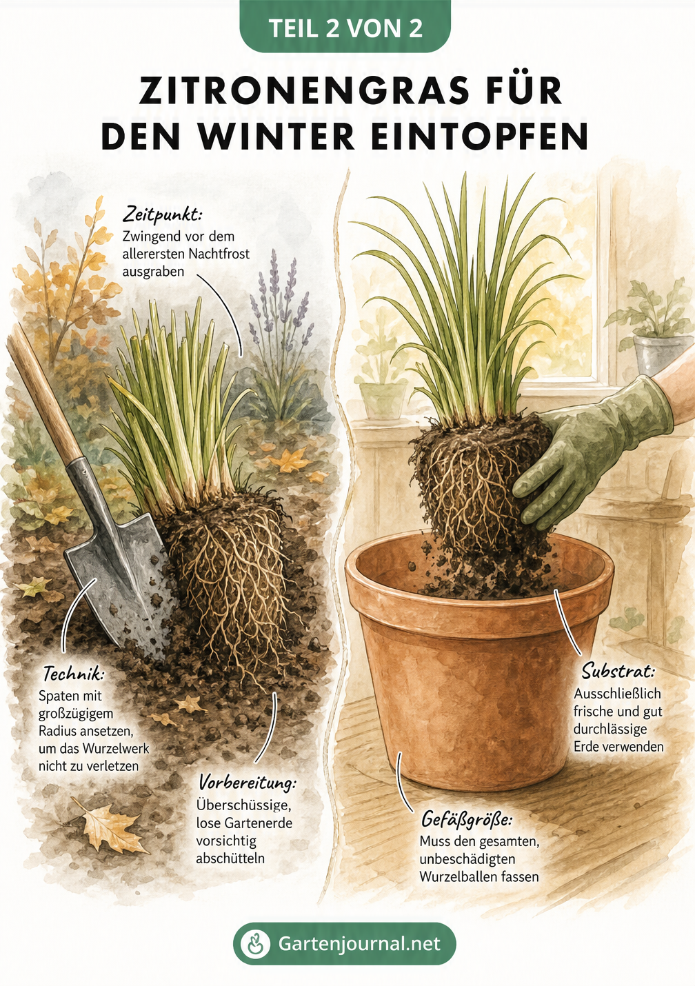 Zweiteilige Illustration: Links wird Zitronengras mit einem Spaten aus dem Gartenbeet ausgegraben, rechts wird es im Haus in einen großen Topf mit frischer...