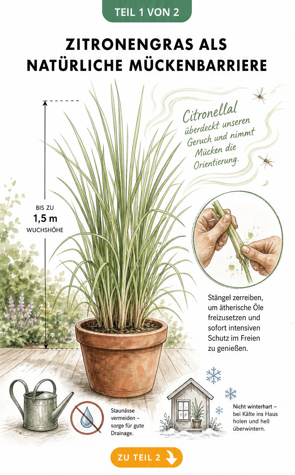 Botanische Illustration einer Zitronengras-Pflanze im Terrakotta-Topf mit Duftwolken und Hinweisen zur Mückenabwehr durch Citronellal