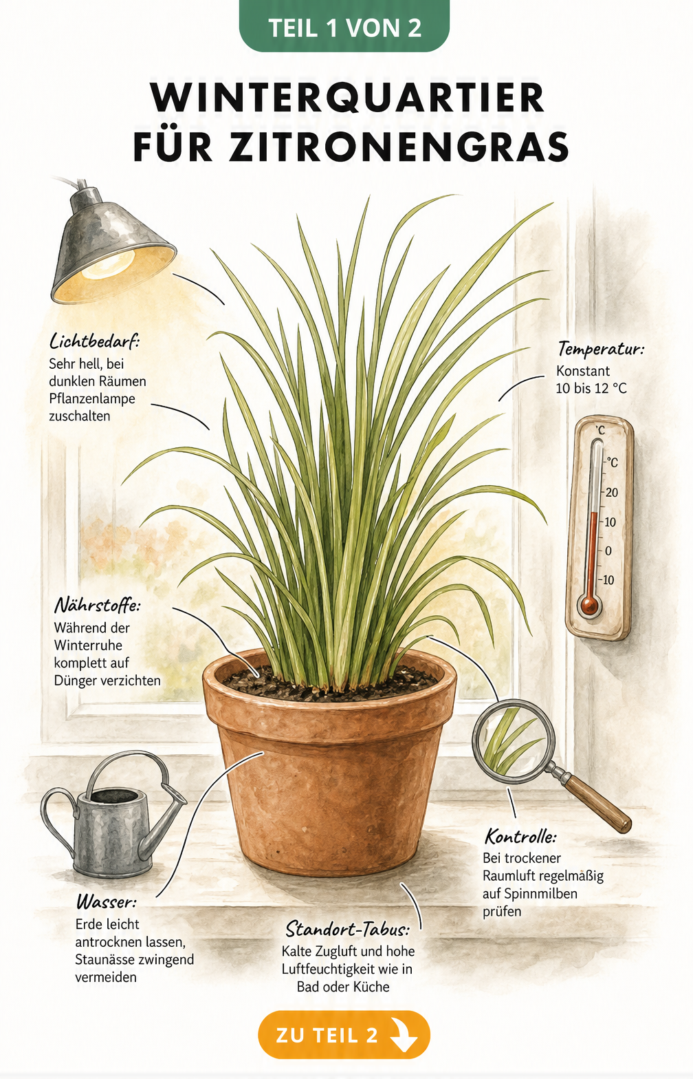 Illustration einer Zitronengras-Pflanze im Terrakottatopf auf einer Fensterbank mit Hinweisen zu Licht, Temperatur, Wasser und Nährstoffen für die...