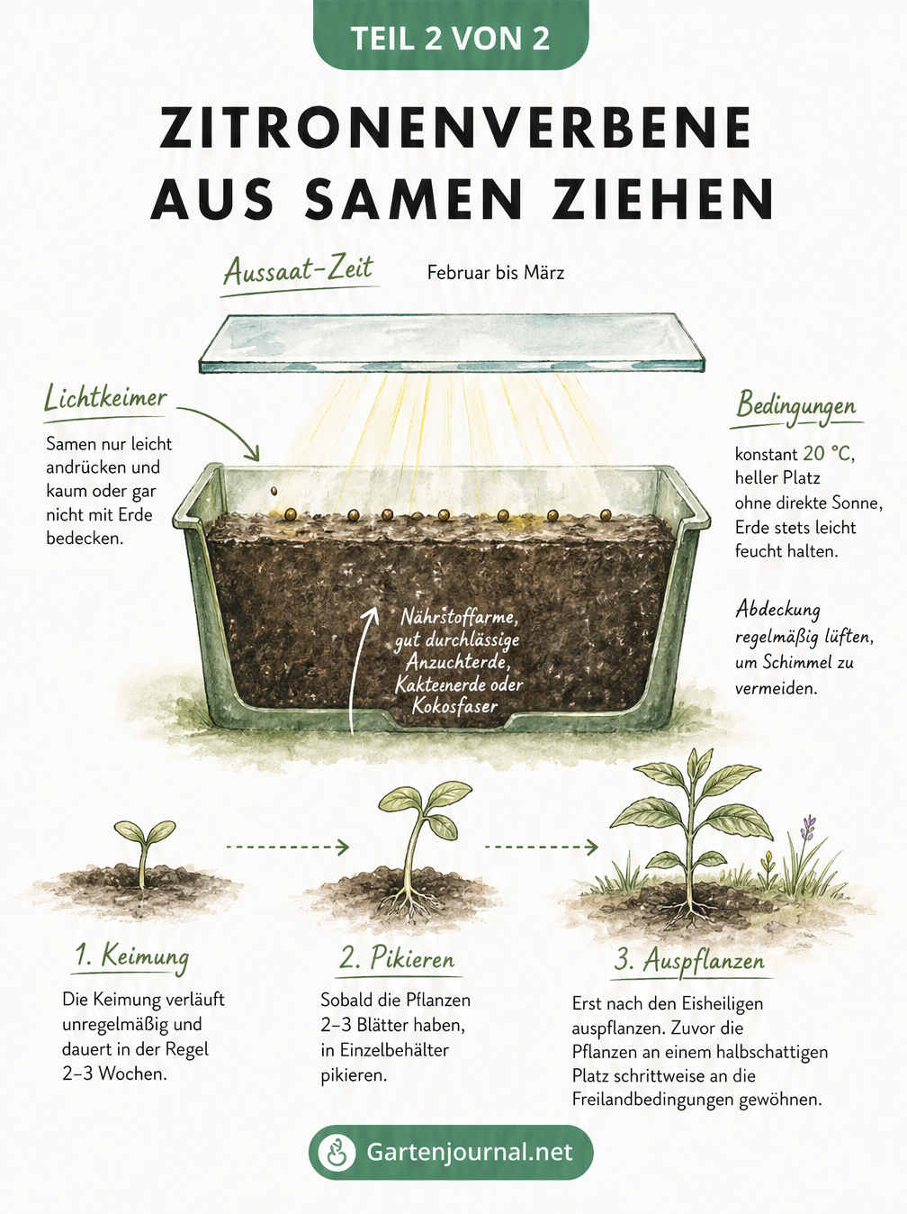 Illustration zur Aussaat von Zitronenverbene mit Anzuchtschale, Lichtkeimer-Hinweis und Pikier-Stationen
