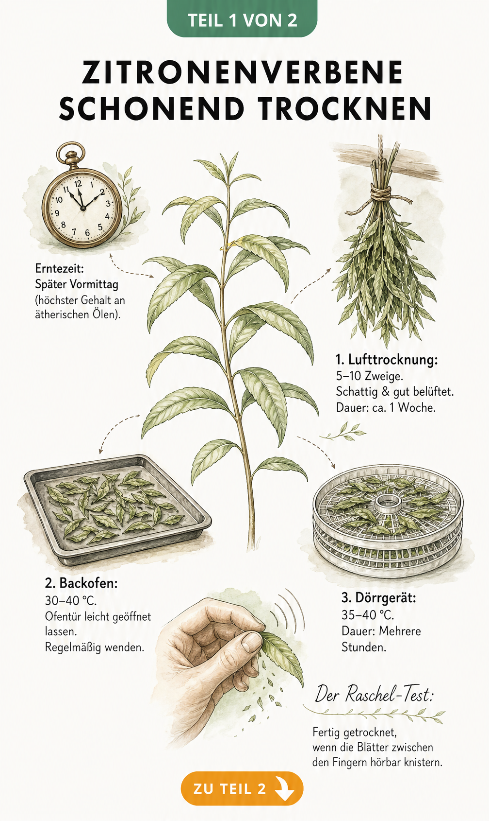 Botanische Illustration zur schonenden Trocknung von Zitronenverbene mit Erntezeitpunkt und drei Trocknungsmethoden
