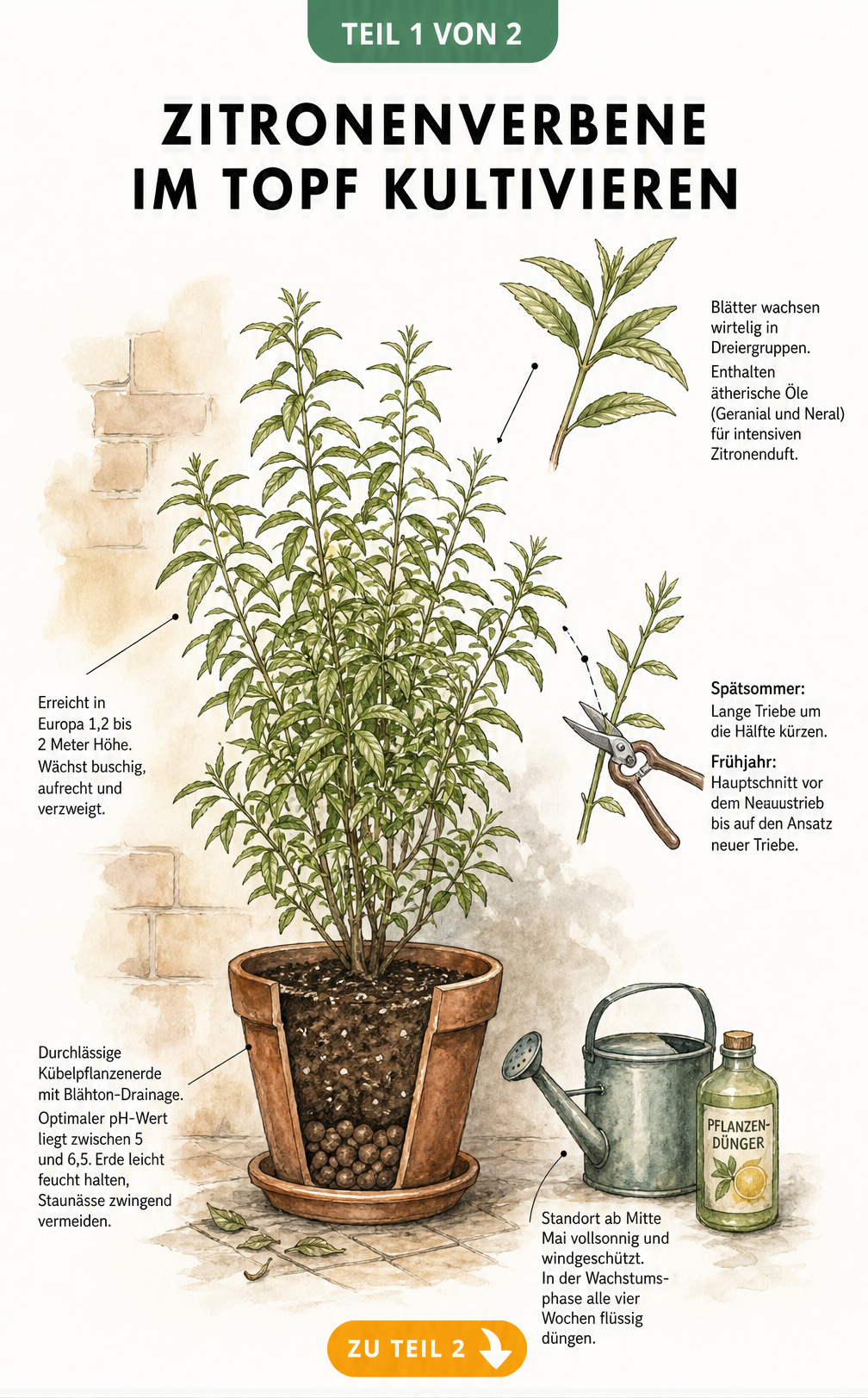 Botanische Illustration einer Zitronenverbene im Terrakottatopf mit Hinweisen zu Standort, Erde, Düngung und Schnitt
