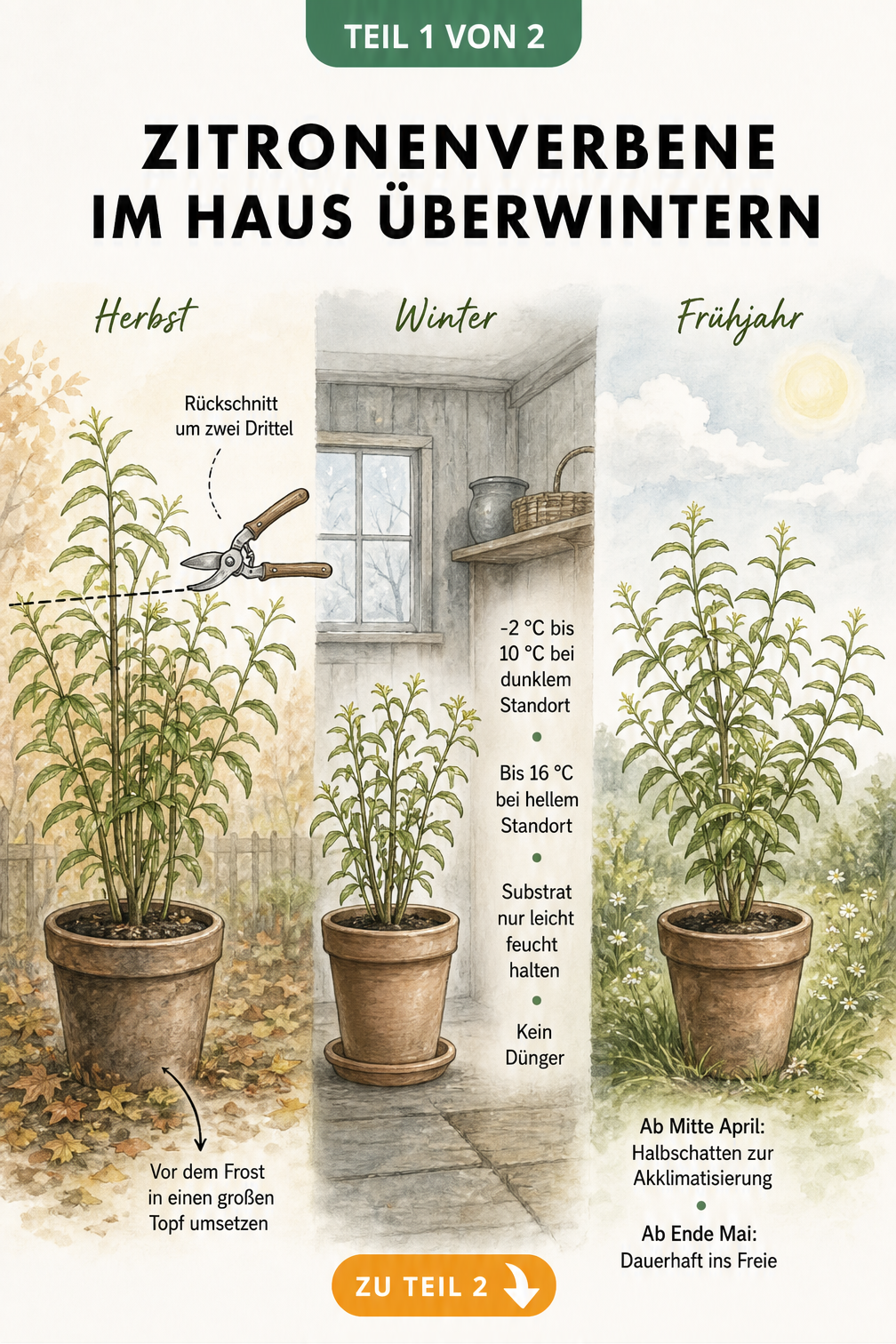 Illustration der Zitronenverbene im Herbst, Winter und Frühjahr mit Pflegehinweisen zur Überwinterung im Haus