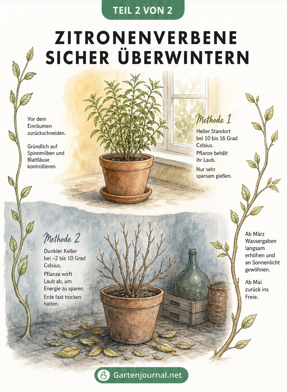Illustration zur Überwinterung der Zitronenverbene: heller Standort mit Laub und dunkler Keller ohne Laub