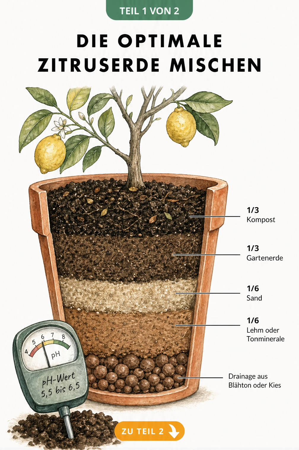 Querschnitt einer Terrakotta-Pflanzschale mit den Schichten der optimalen Zitruserde: Kompost, Gartenerde, Sand, Lehm und Drainage.