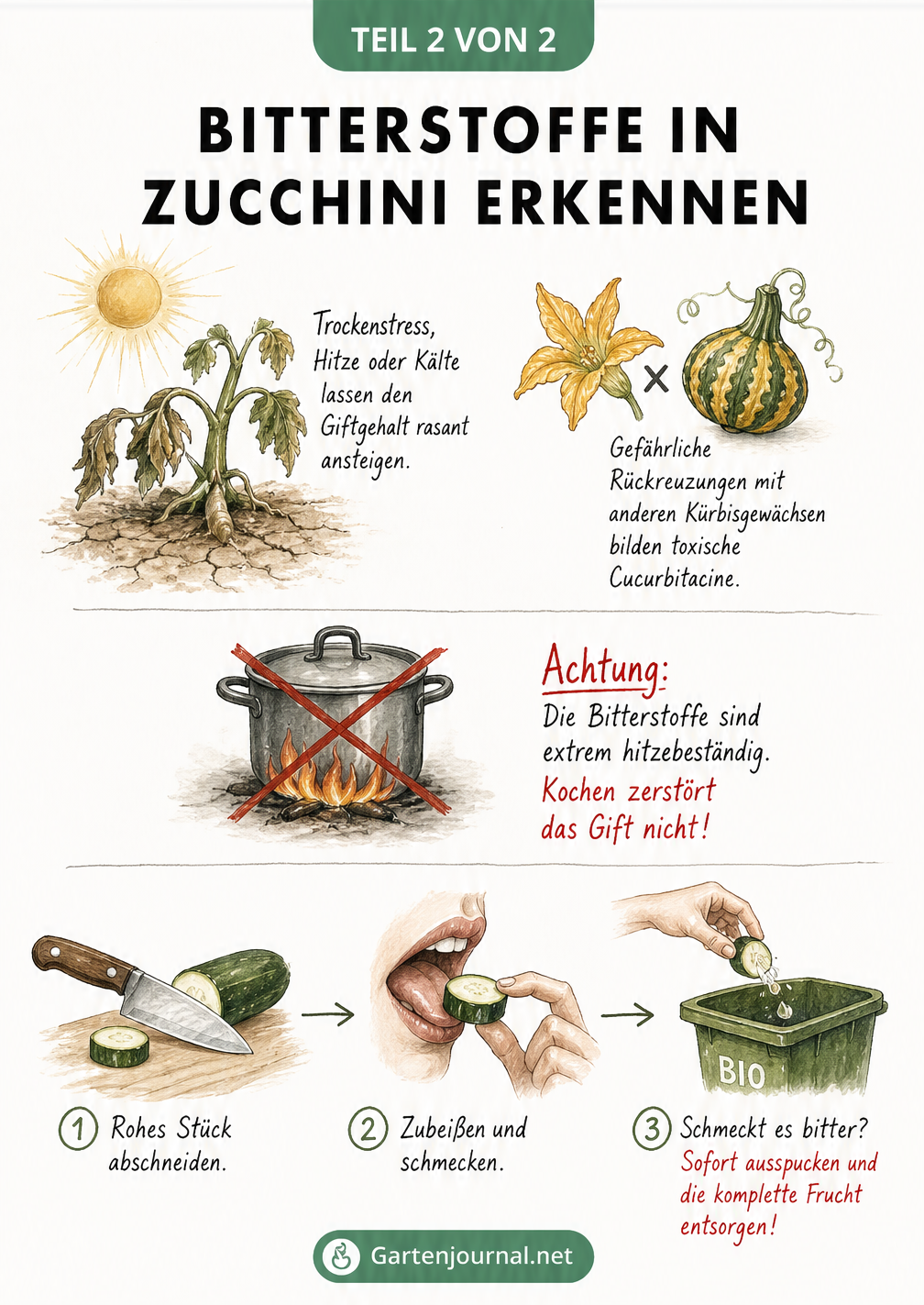 Botanische Skizze einer Zucchinipflanze und Anleitung zum Erkennen von giftigen Bitterstoffen durch einen Geschmackstest