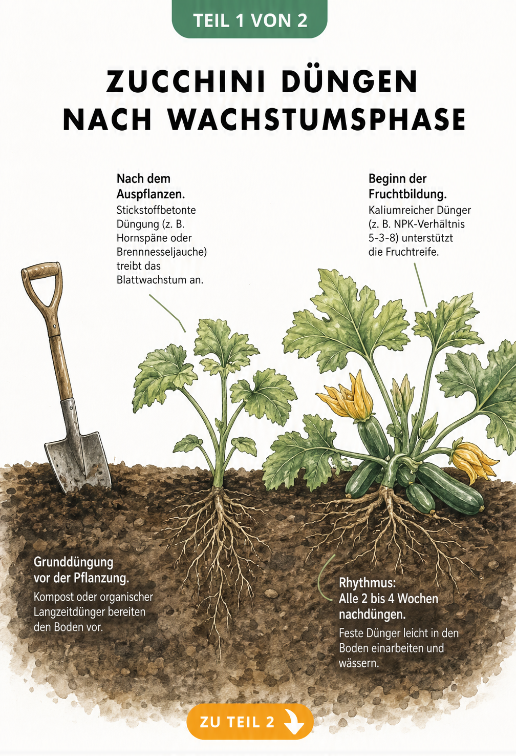 Botanische Skizze einer Zucchinipflanze in drei Wachstumsphasen mit passenden Düngeempfehlungen