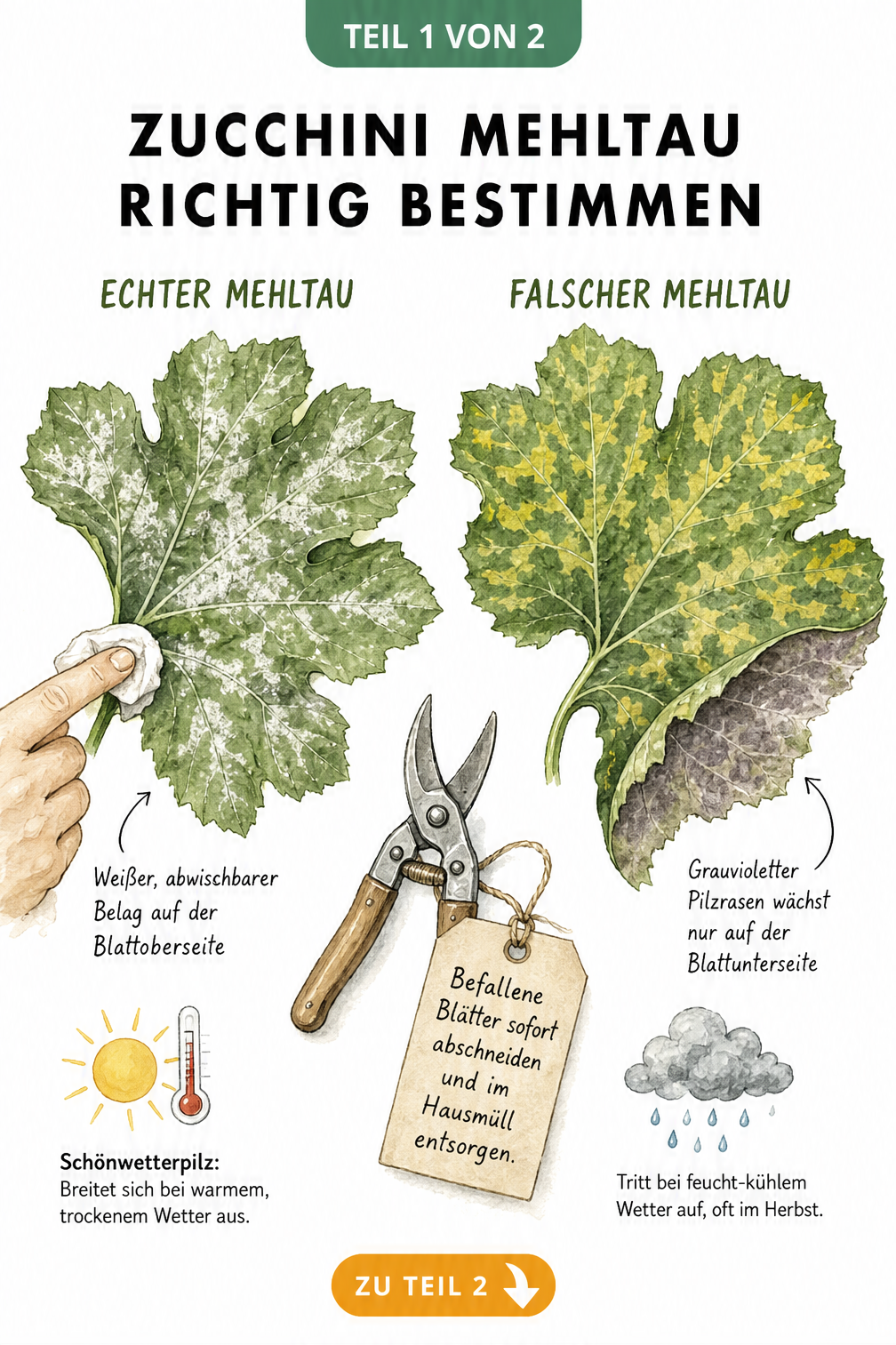 Illustration zweier Zucchiniblätter, die die Unterschiede zwischen Echtem und Falschem Mehltau zeigen.
