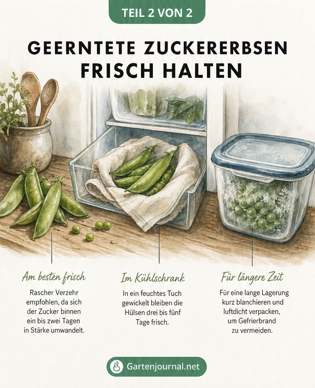Illustration zur Lagerung von Zuckererbsen im Kühlschrank und Gefrierfach