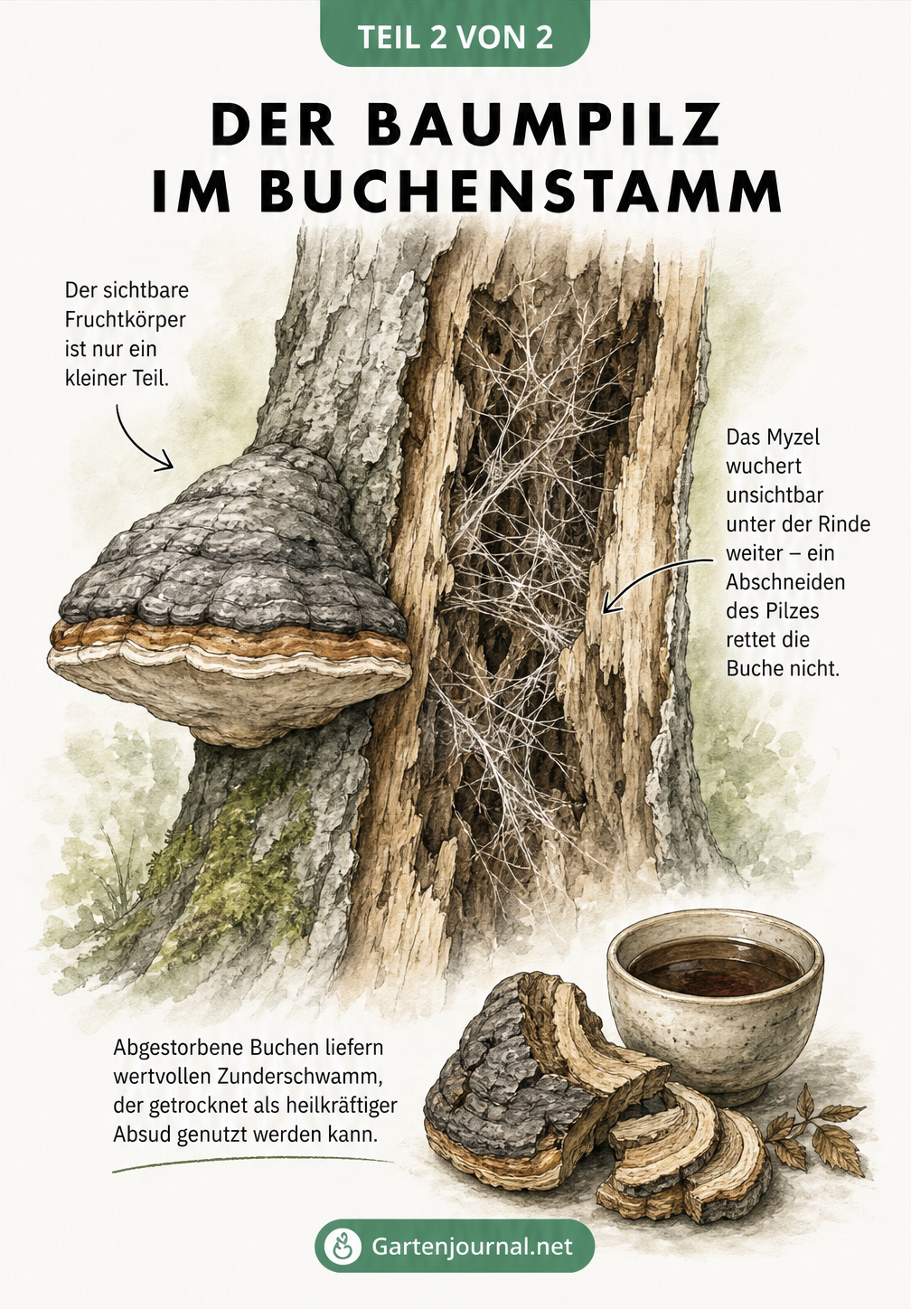 Makro-Zeichnung eines Buchenstamms mit Zunderschwamm und wucherndem Myzel im Inneren