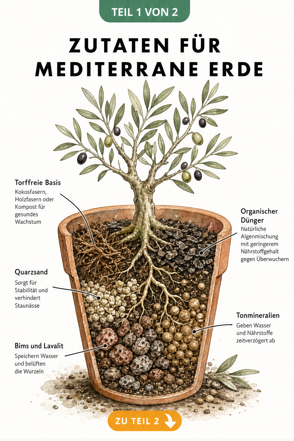 Illustration eines aufgeschnittenen Terrakotta-Topfes mit Olivenbaum, die Bestandteile wie Kokosfasern, Quarzsand, Bims, Tonmineralien und organischen Dünger...