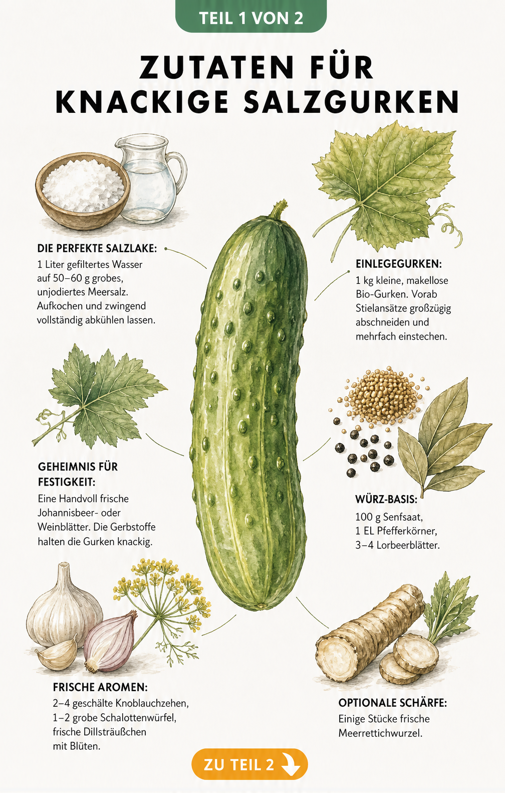 Illustration der Zutaten für Salzgurken: Einlegegurke, Meersalz, Senfsaat, Dill und Weinblätter