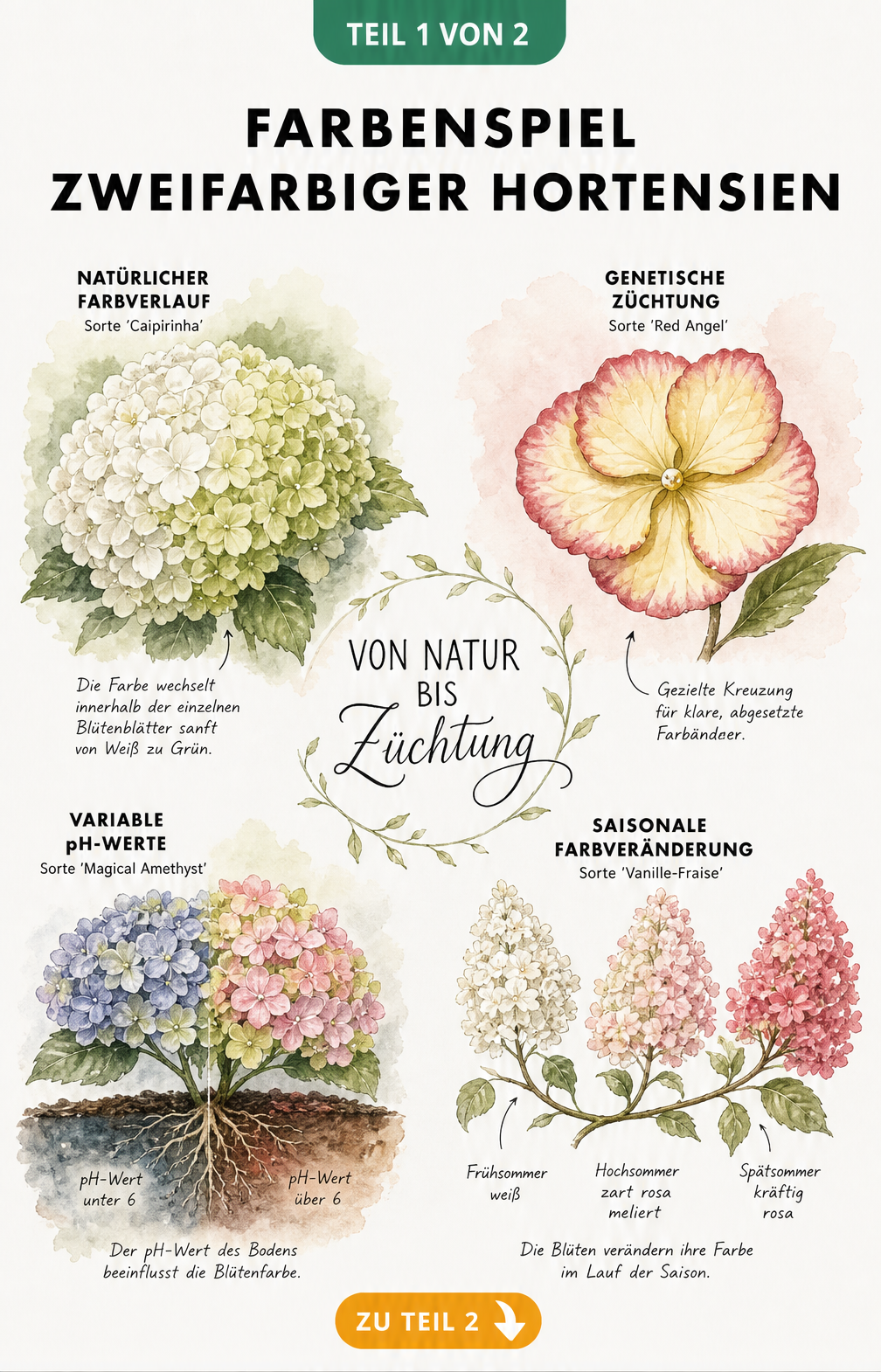 Aquarell-Illustration zeigt vier Ursachen für zweifarbige Hortensien: natürlicher Farbverlauf, genetische Züchtung, pH-Wert und saisonale Veränderungen.