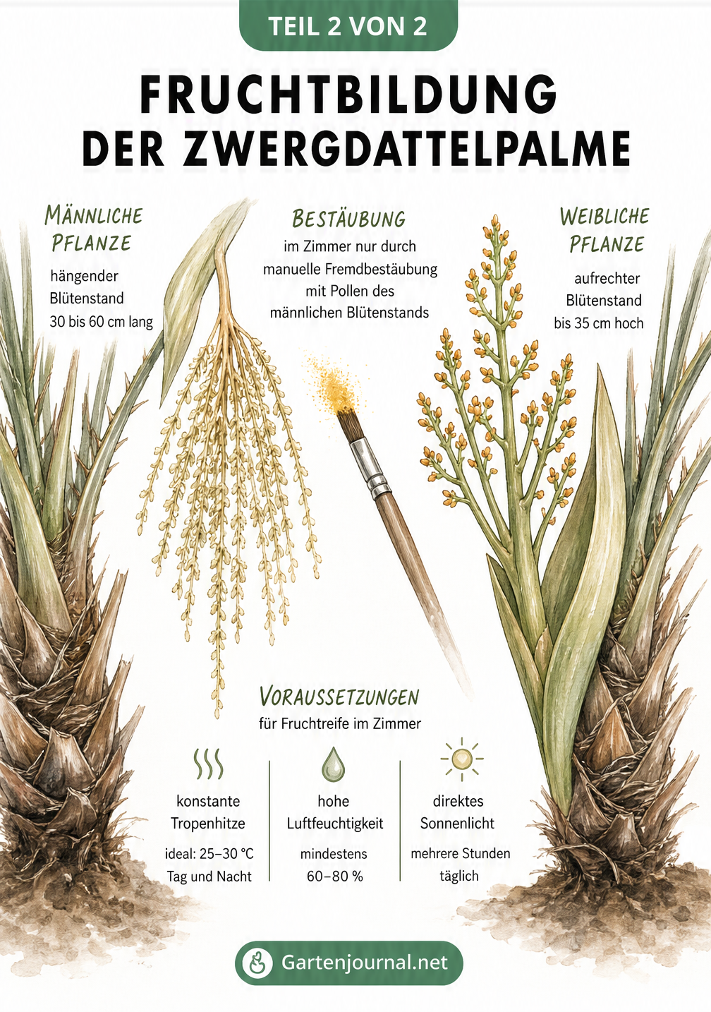 Illustration der männlichen und weiblichen Blütenstände der Zwergdattelpalme mit Bestäubungspinsel