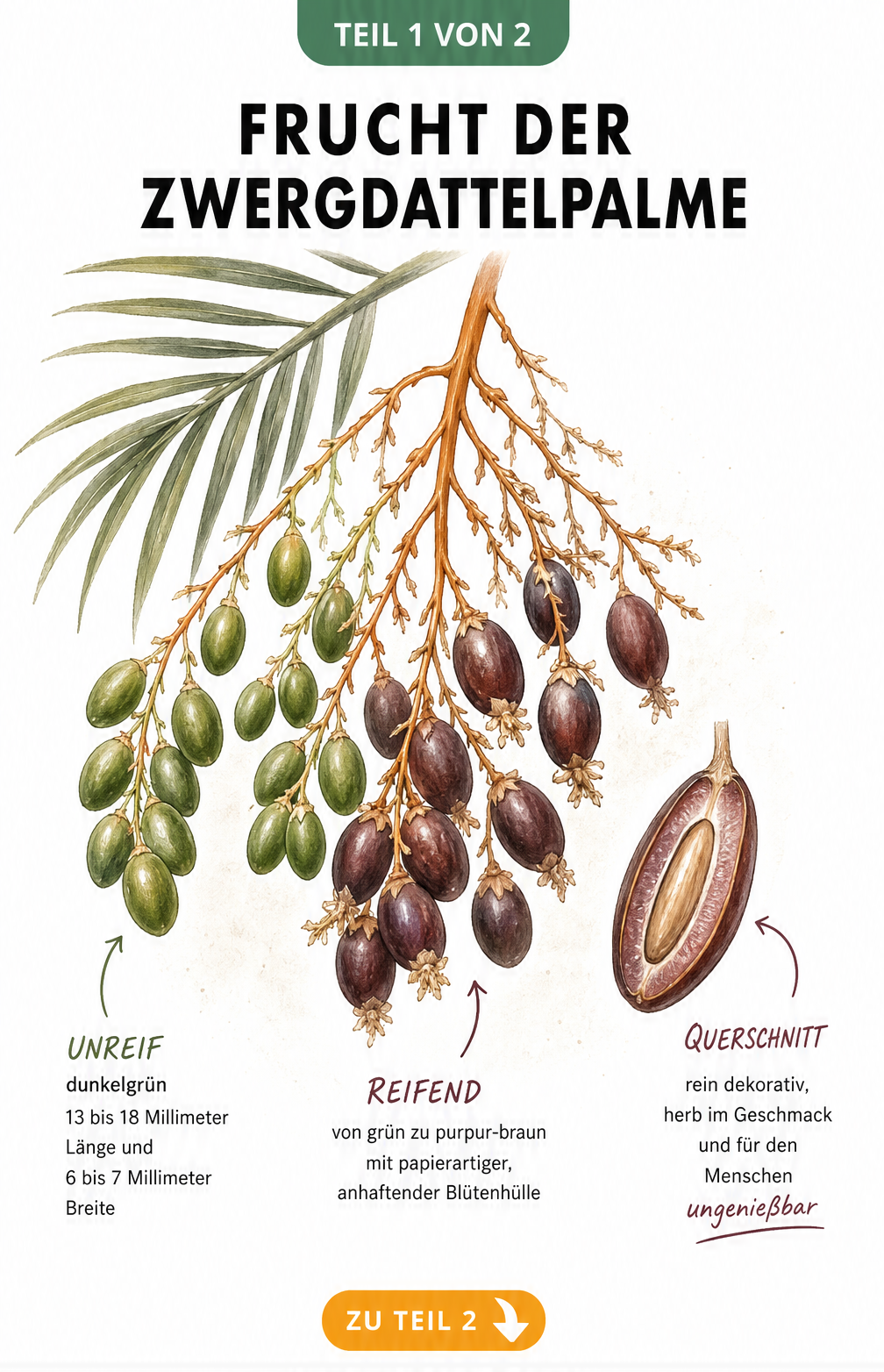 Botanische Illustration der Zwergdattelpalmen-Frucht in verschiedenen Reifestadien
