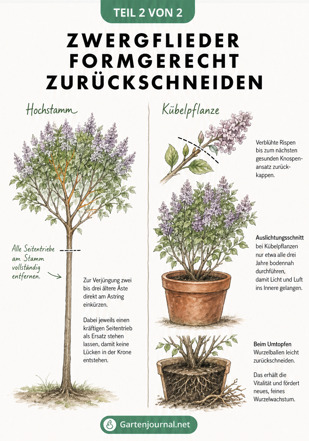 Illustration eines Zwergflieders als Hochstamm und im Kübel mit Anleitungen zum formgerechten Rückschnitt und Auslichten.