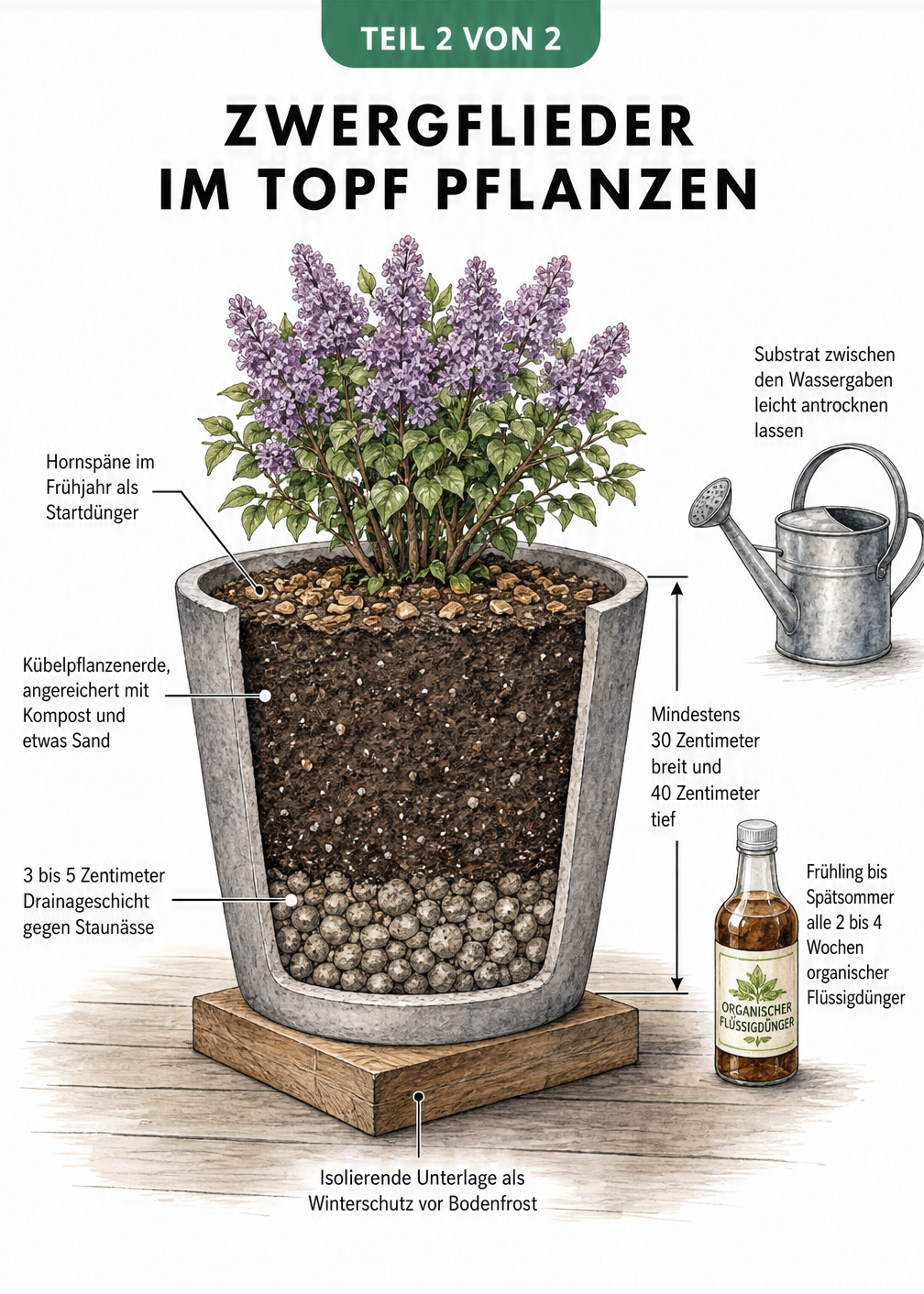 Schnittbild eines Pflanzkübels mit Zwergflieder, das den Schichtaufbau aus Drainage, Erde und Dünger zeigt