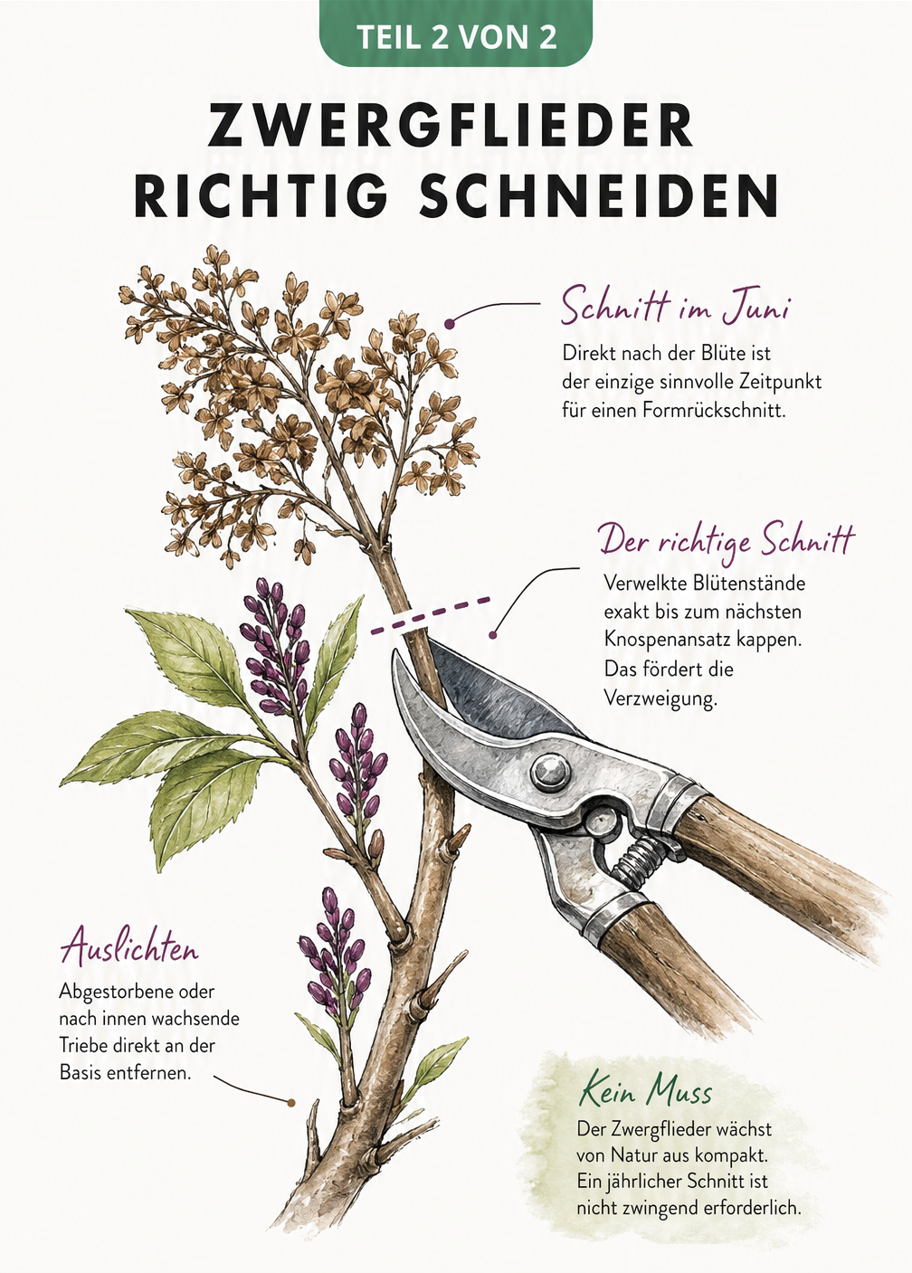 Nahaufnahme eines Zwergflieder-Zweiges mit Gartenschere, die den richtigen Schnitt nach der Blüte zeigt.