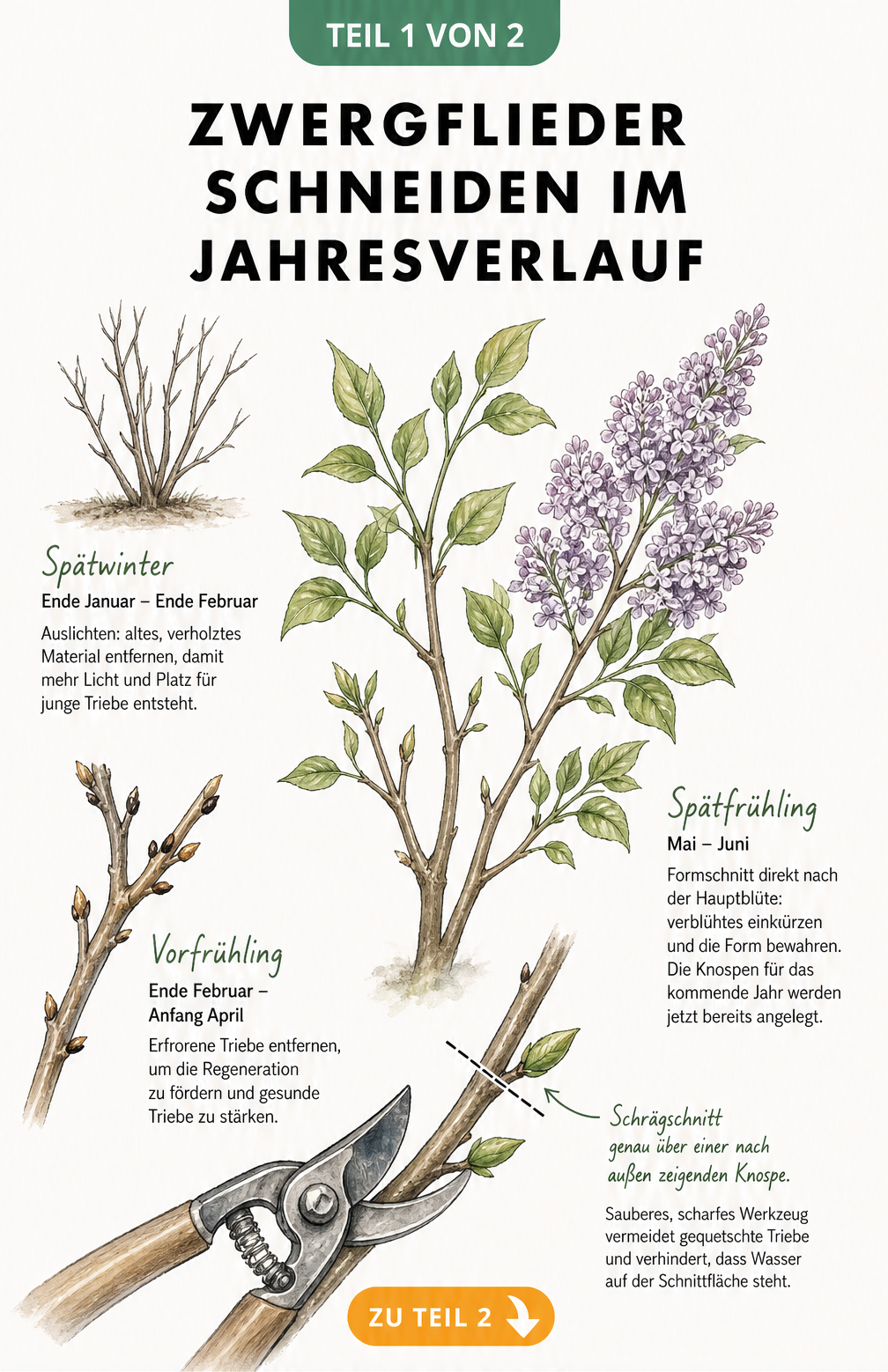 Botanische Illustration eines Zwergfliederzweigs mit Hinweisen zum Auslichten, Entfernen von Frostschäden und Formschnitt im Jahresverlauf.
