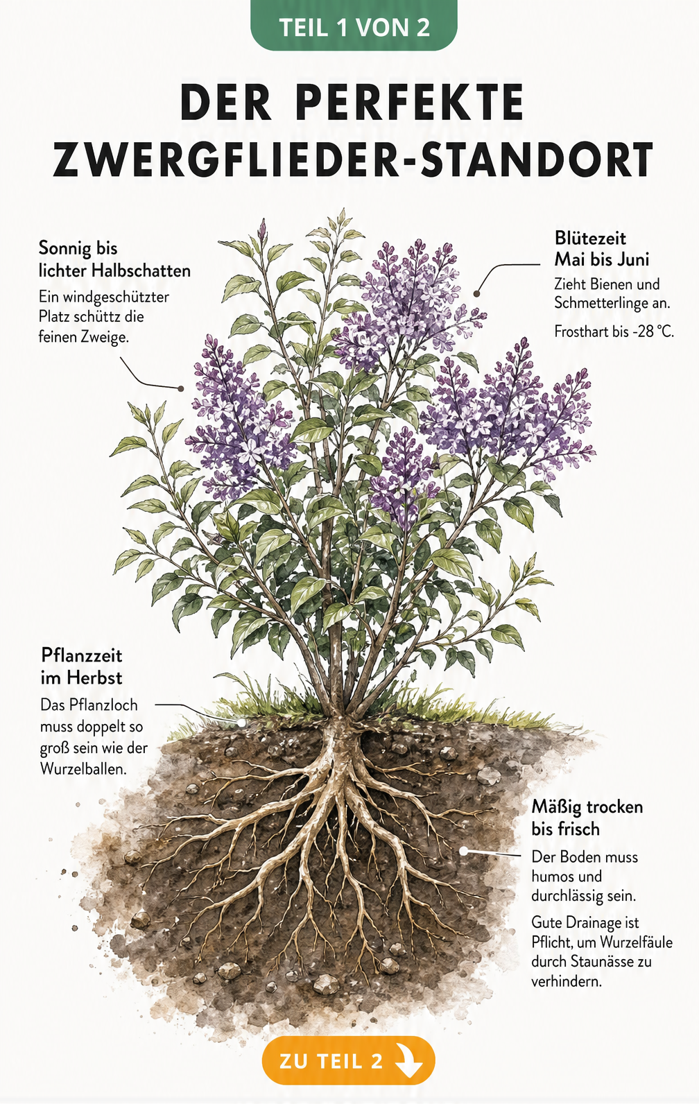 Botanische Illustration eines Zwergflieders mit Wurzelwerk und Hinweisen zu Standort, Blütezeit und Bodenbeschaffenheit.