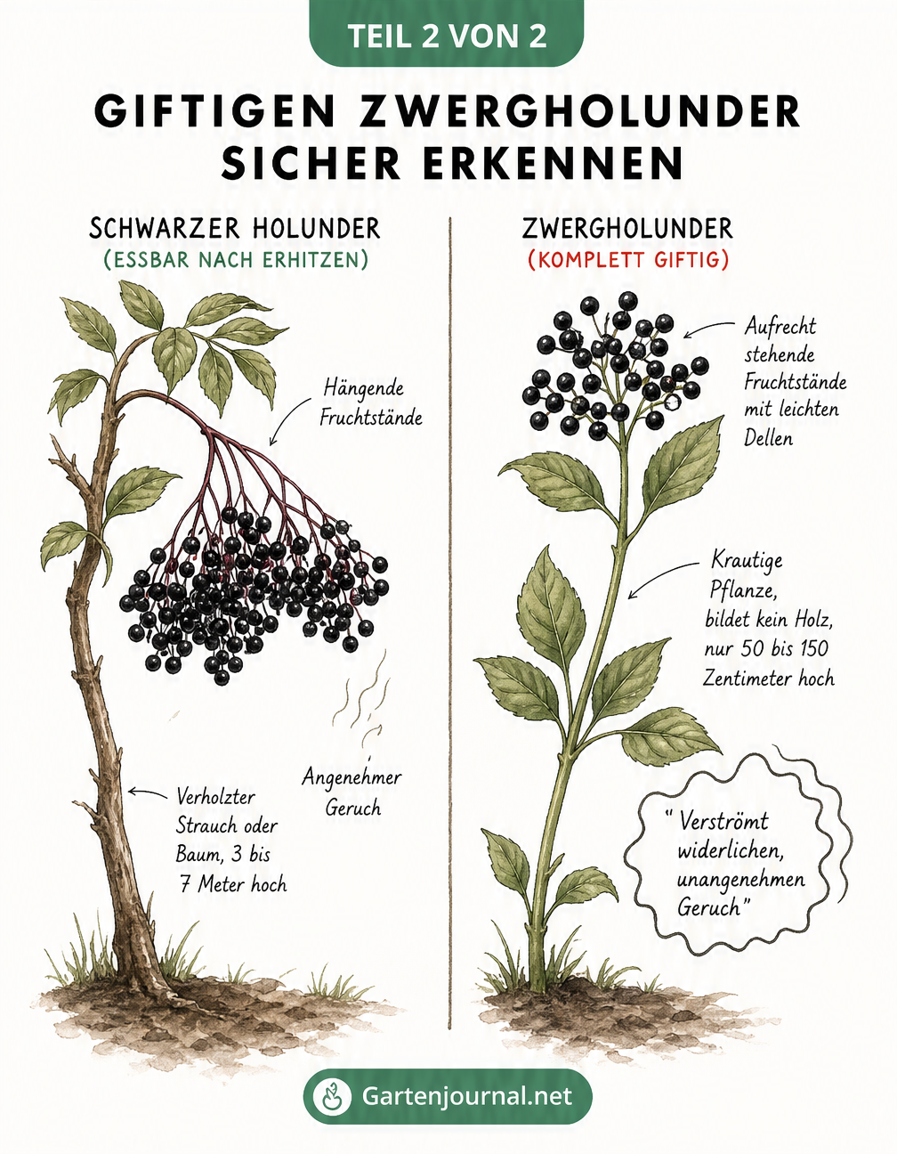 Vergleich der Merkmale von essbarem Schwarzem Holunder und giftigem Zwergholunder