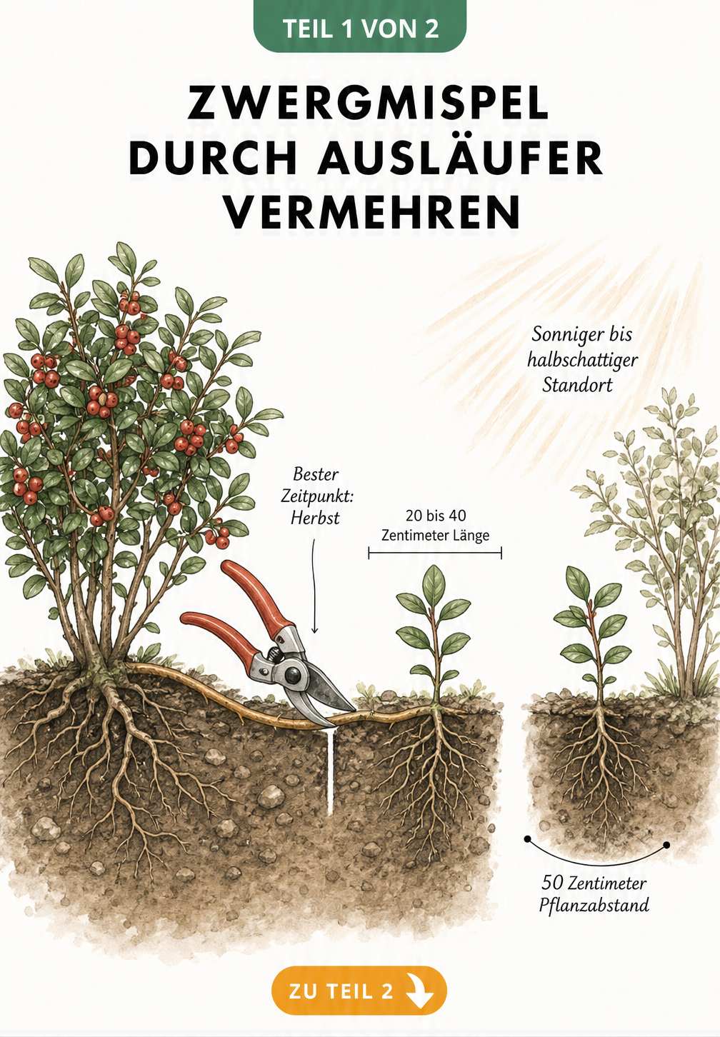 Querschnitt durch das Erdreich: Eine Zwergmispel wird durch das Abtrennen eines Ausläufers mit einer Gartenschere vermehrt.