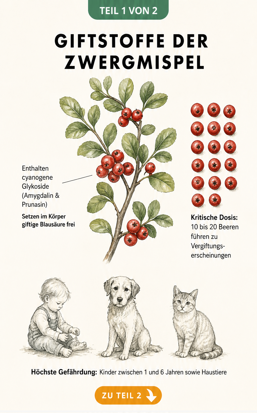 Botanische Illustration eines Zwergmispel-Zweigs mit roten Beeren, Erklärungen zu giftiger Blausäure und Silhouetten von gefährdeten Kindern und Haustieren