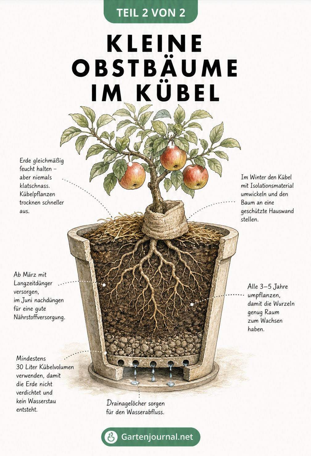 Querschnitt-Illustration eines Zwergobstbaums im Kübel mit Details zu Drainage, Erde, Düngung und Winterpflege.