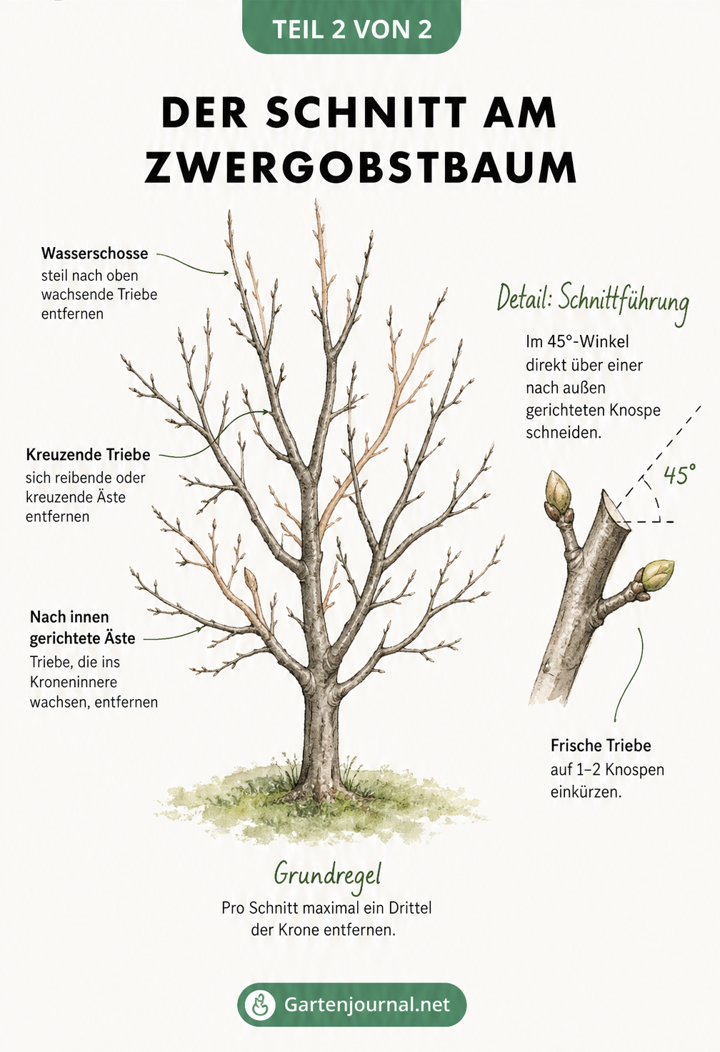Zeichnung eines ungeschnittenen Zwergobstbaums mit markierten Problemstellen wie Wasserschossen und sich kreuzenden Trieben sowie einer Detailansicht des...