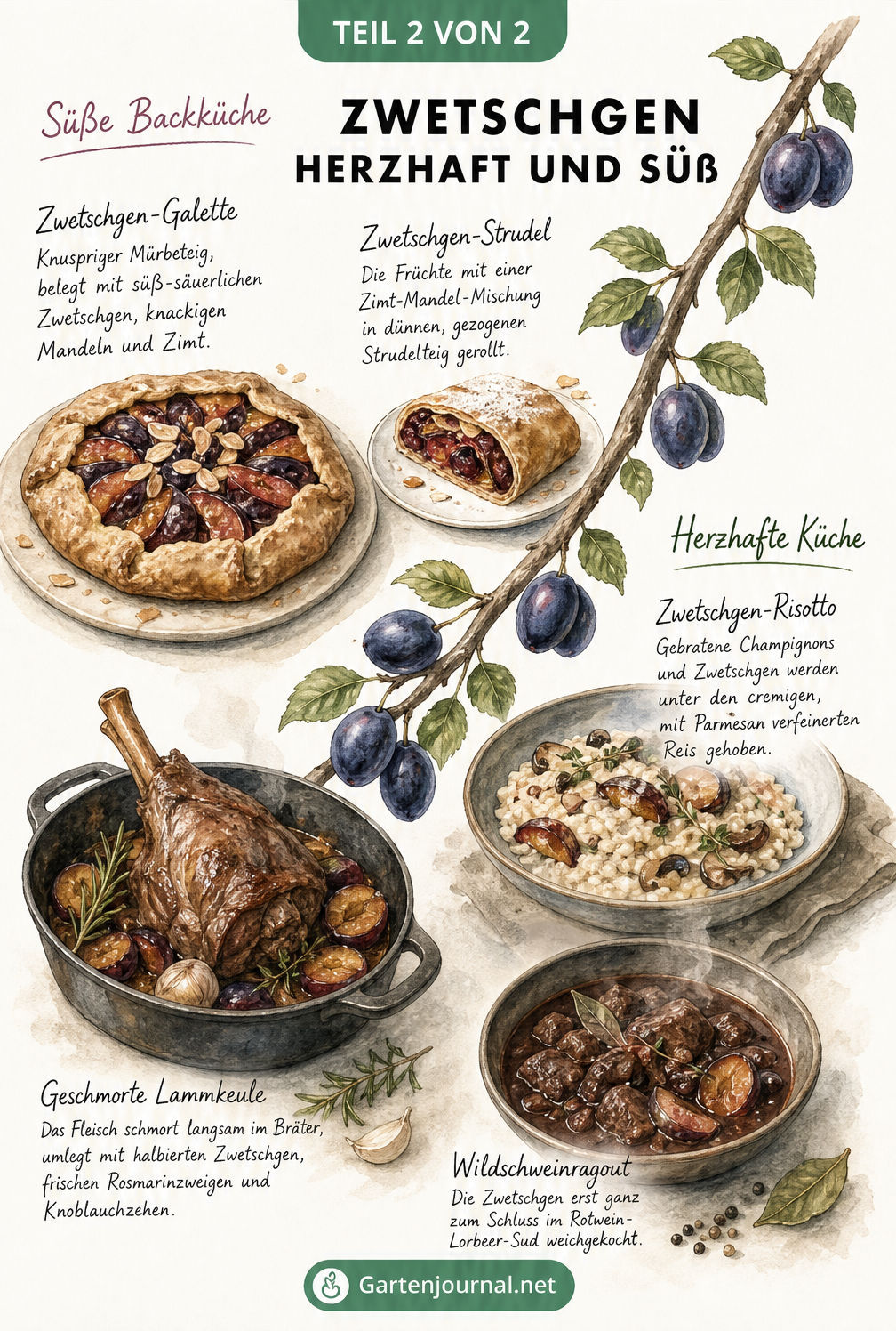 Aquarell-Illustration von süßen und herzhaften Zwetschgengerichten wie Galette, Strudel, Risotto, Lammkeule und Wildschweinragout