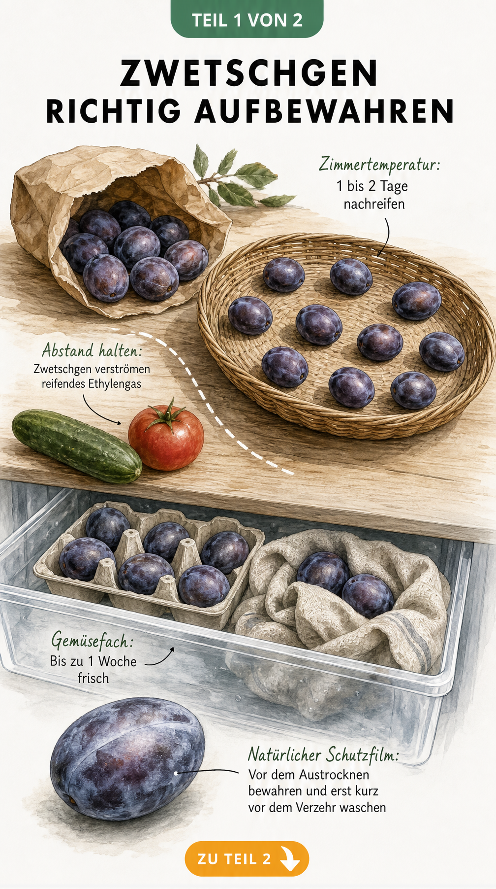 Illustration zur Lagerung von Zwetschgen: Unreife Früchte in Papiertüte und Korb bei Zimmertemperatur, reife Früchte im Gemüsefach des Kühlschranks.