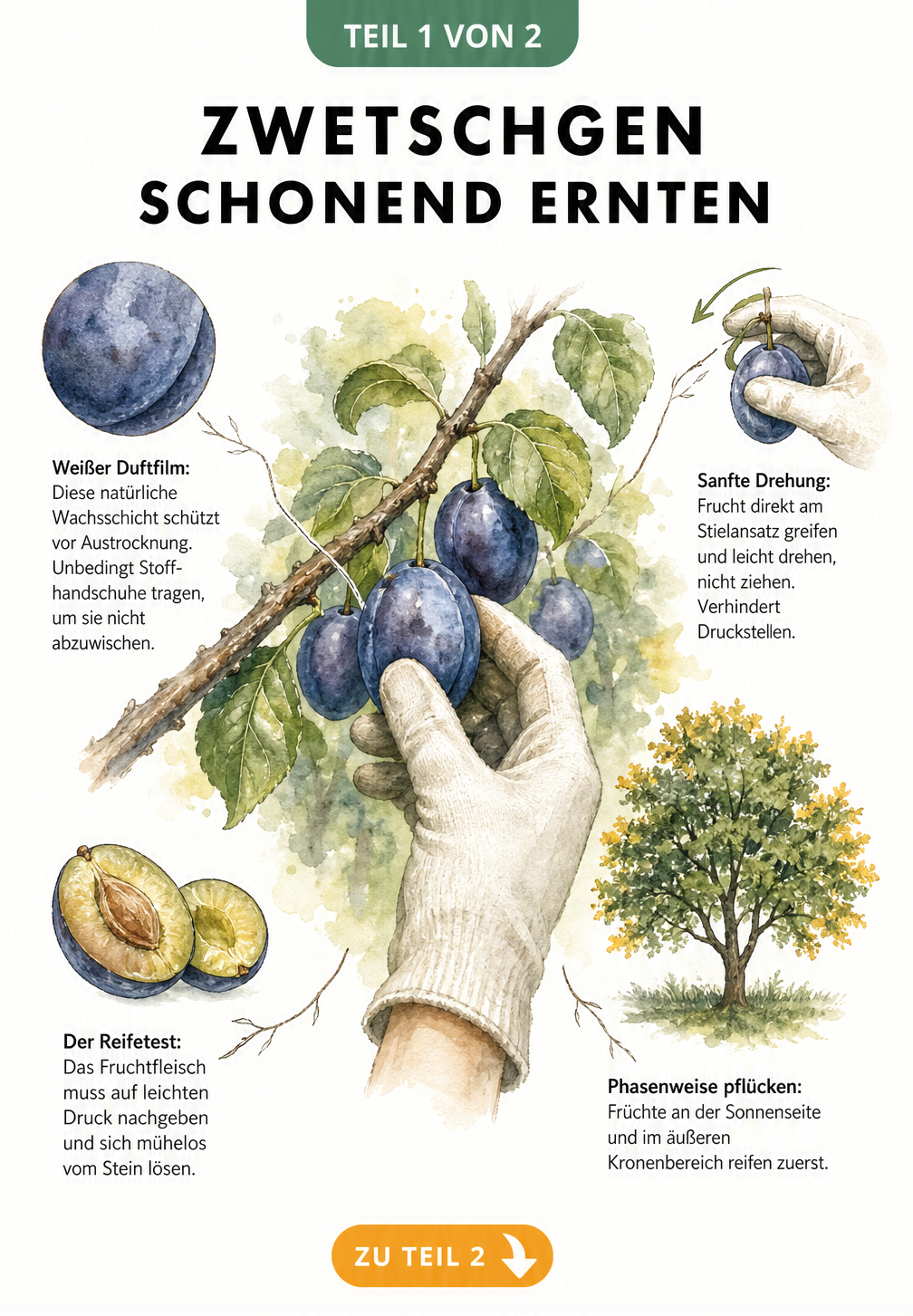 Illustration eines Zwetschgenzweigs mit Hand in Stoffhandschuh, die eine Zwetschge erntet, umgeben von Tipps zur Erntetechnik