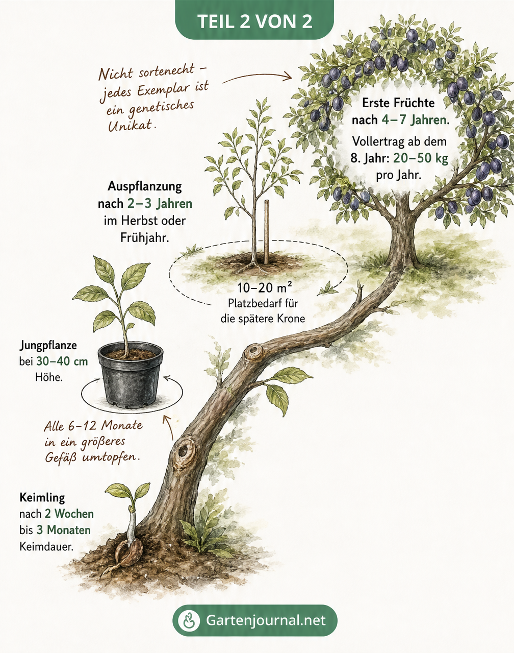 Zeitstrahl der Entwicklung eines Zwetschgenbaums: Vom Keimling über die Jungpflanze im Topf bis zum ausgewachsenen Baum mit Früchten.
