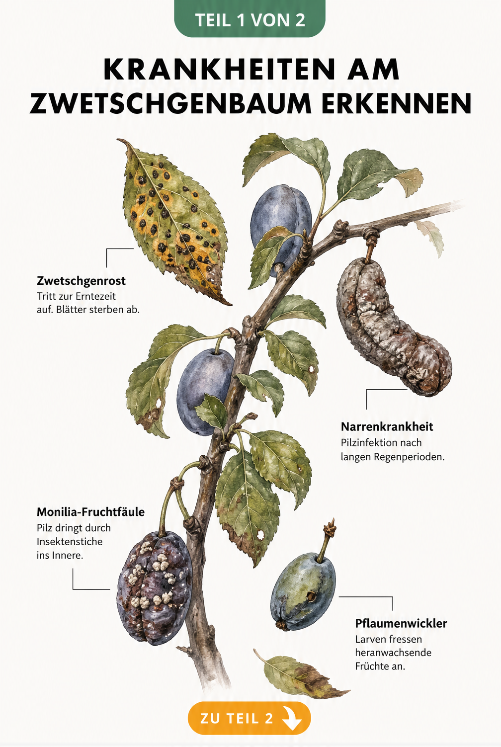 Illustration eines Zwetschgenzweigs mit Symptomen von Zwetschgenrost, Narrenkrankheit, Monilia-Fruchtfäule und Pflaumenwickler