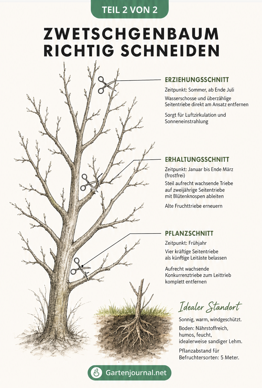 Skizze zum richtigen Schnitt eines Zwetschgenbaums mit Erziehungsschnitt, Erhaltungsschnitt und Pflanzschnitt