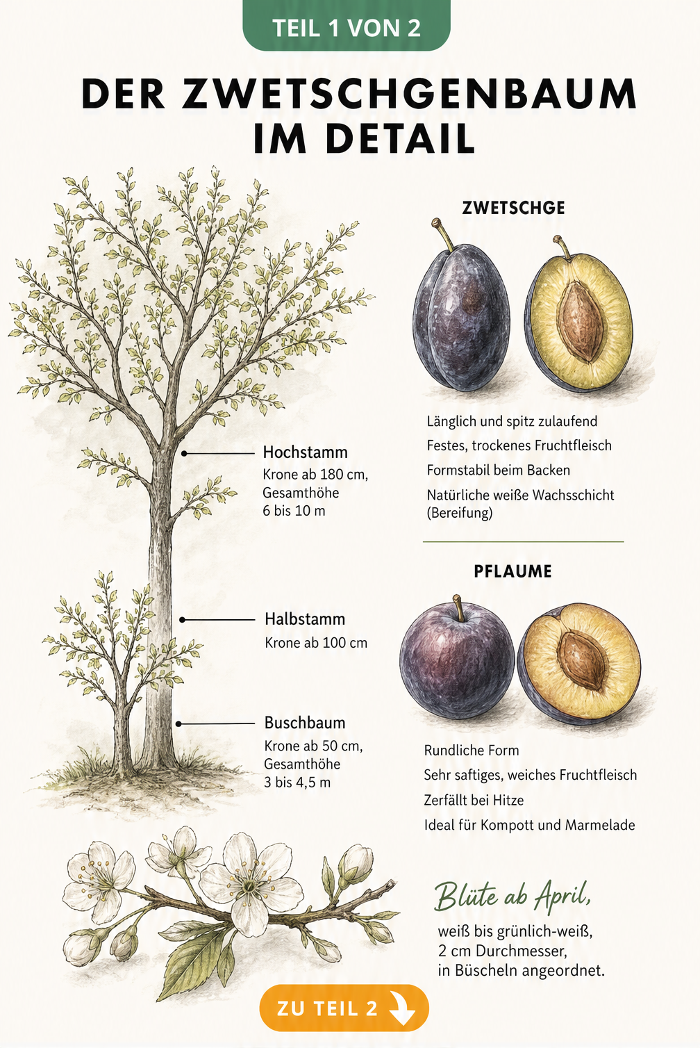 Botanische Illustration eines Zwetschgenbaums mit Wuchsformen und detaillierter Gegenüberstellung von Zwetschge und Pflaume