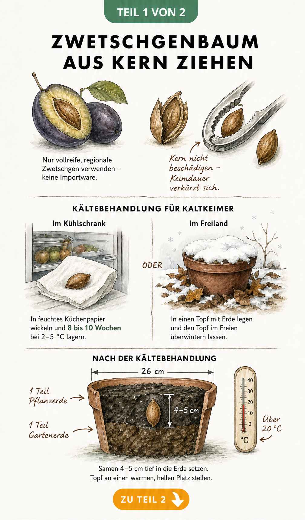 Illustration zur Vorbereitung eines Zwetschgenkerns: Auswahl der Frucht, mechanisches Öffnen mit Nussknacker und Kältebehandlung im Kühlschrank oder Freiland.